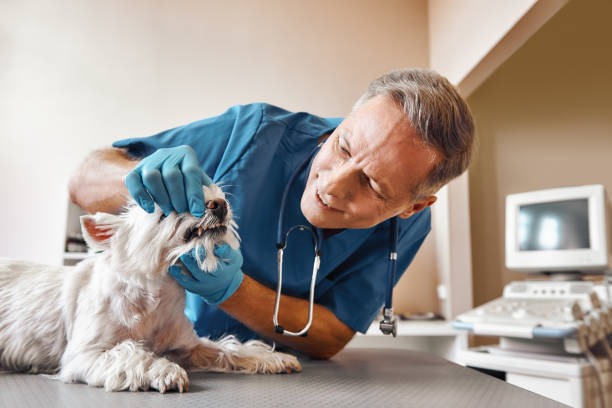 Best Same-Day Emergency Dentist in Flowery Branch, GA